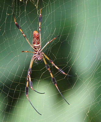 [The caramel-colored body with white spots is about two inches long. The legs have some fuzzy black sections while the rest is yellow. They are up to five inches long. The spider is in the center of her web.]